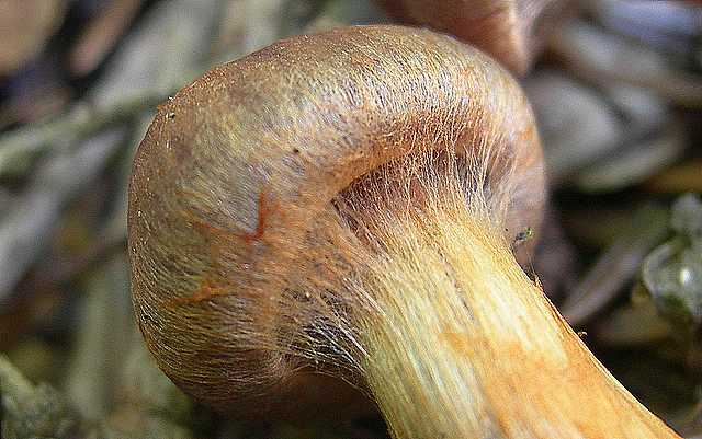 Cortinarius (Telamonia) bulliardii (Pers.) Fr.